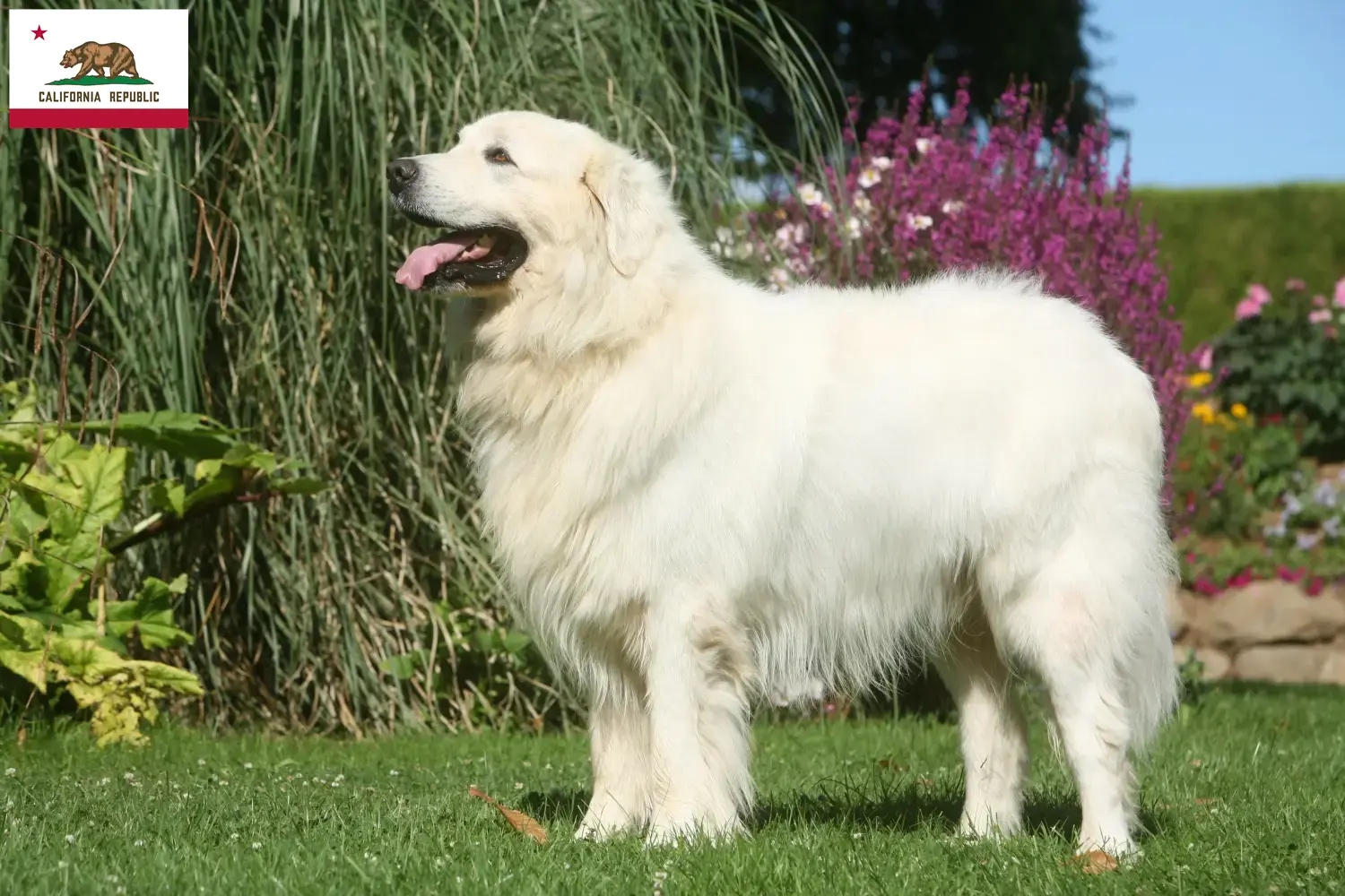 Read more about the article Tatra Sheepdog breeders and puppies in California