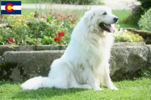 Read more about the article Tatra Sheepdog breeders and puppies in Colorado