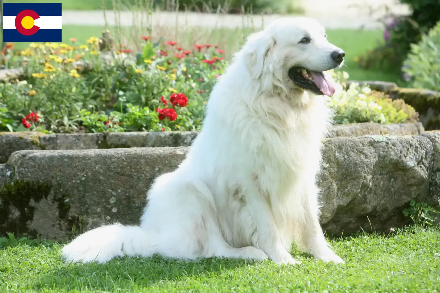 Read more about the article Tatra Sheepdog breeders and puppies in Colorado