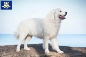 Read more about the article Tatra Sheepdog breeders and puppies in Connecticut