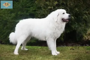 Read more about the article Tatra Sheepdog breeders and puppies in Delaware