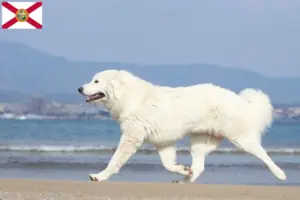 Read more about the article Tatra Sheepdog breeders and puppies in Florida