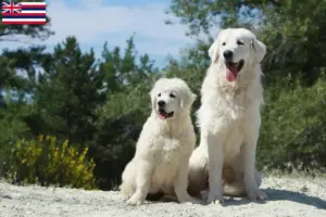 Read more about the article Tatra Sheepdog breeders and puppies in Hawaii