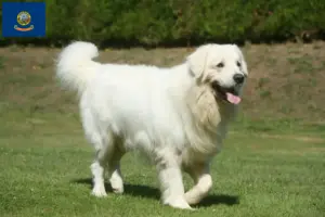 Read more about the article Tatra Sheepdog breeders and puppies in Idaho