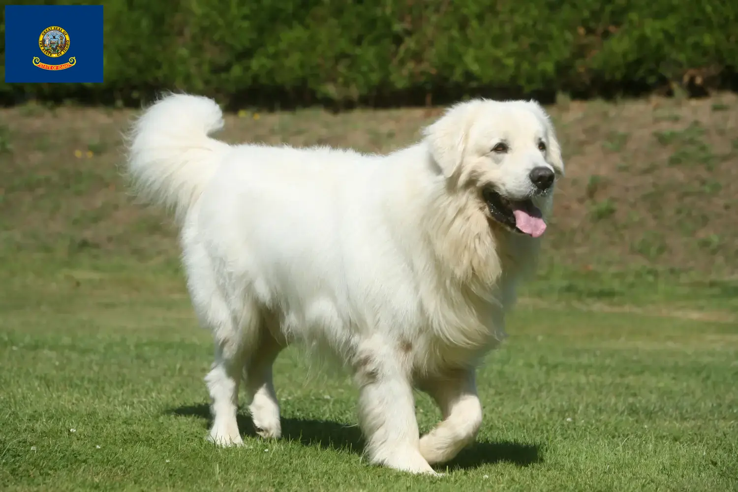 Read more about the article Tatra Sheepdog breeders and puppies in Idaho