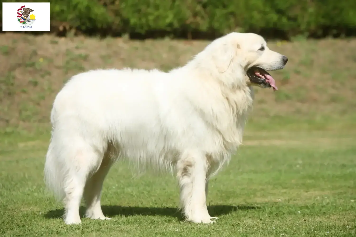 Read more about the article Tatra Sheepdog breeders and puppies in Illinois