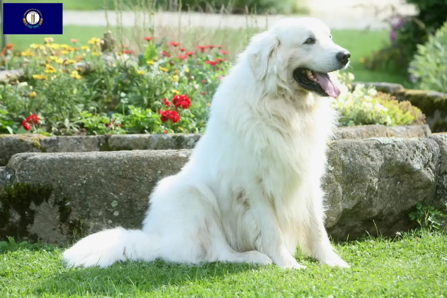 Read more about the article Tatra Sheepdog breeders and puppies in Kentucky