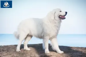 Read more about the article Tatra Sheepdog breeders and puppies in Louisiana