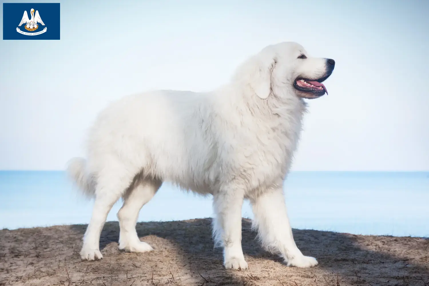 Read more about the article Tatra Sheepdog breeders and puppies in Louisiana
