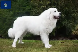 Read more about the article Tatra Sheepdog breeders and puppies in Maine