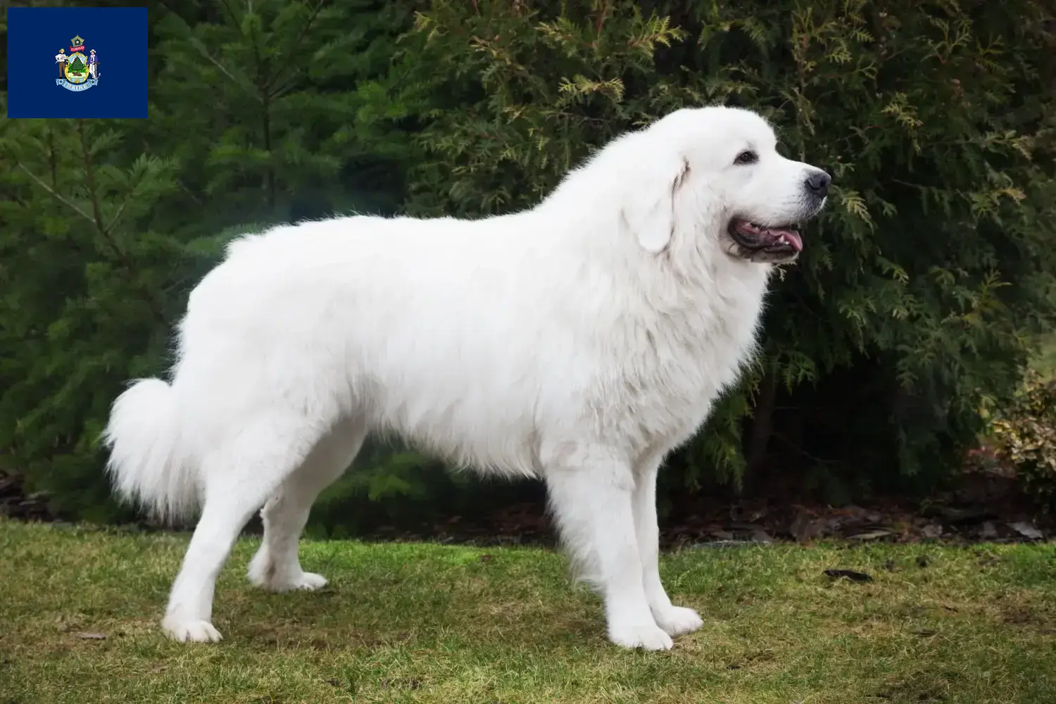 Read more about the article Tatra Sheepdog breeders and puppies in Maine