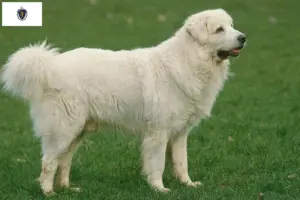 Read more about the article Tatra Sheepdog breeders and puppies in Massachusetts