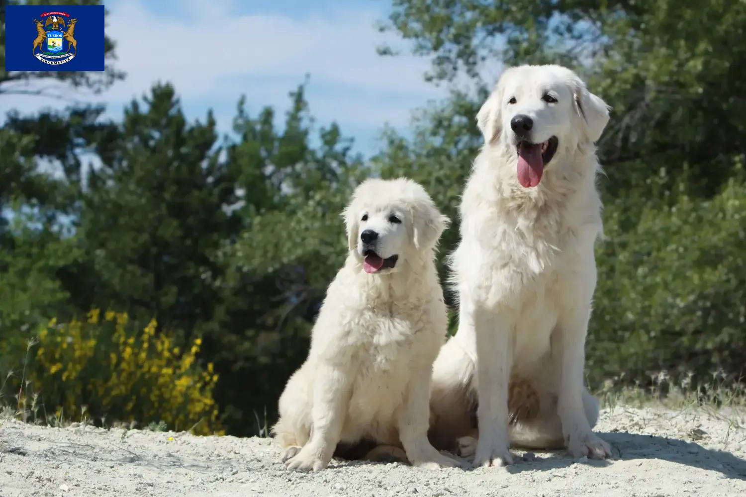 Read more about the article Tatra Sheepdog breeders and puppies in Michigan