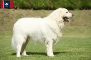 Read more about the article Tatra Sheepdog breeders and puppies in Mississippi
