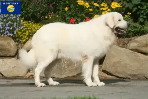 Read more about the article Tatra Sheepdog breeders and puppies in Montana