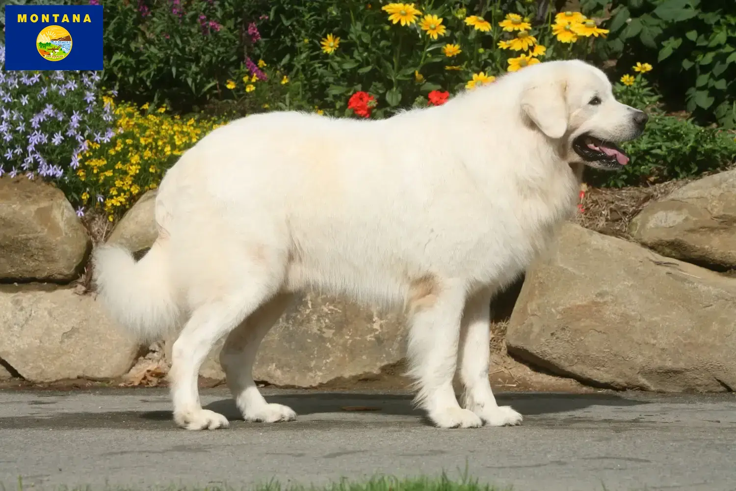 Read more about the article Tatra Sheepdog breeders and puppies in Montana