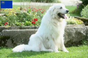 Read more about the article Tatra Sheepdog breeders and puppies in Nevada