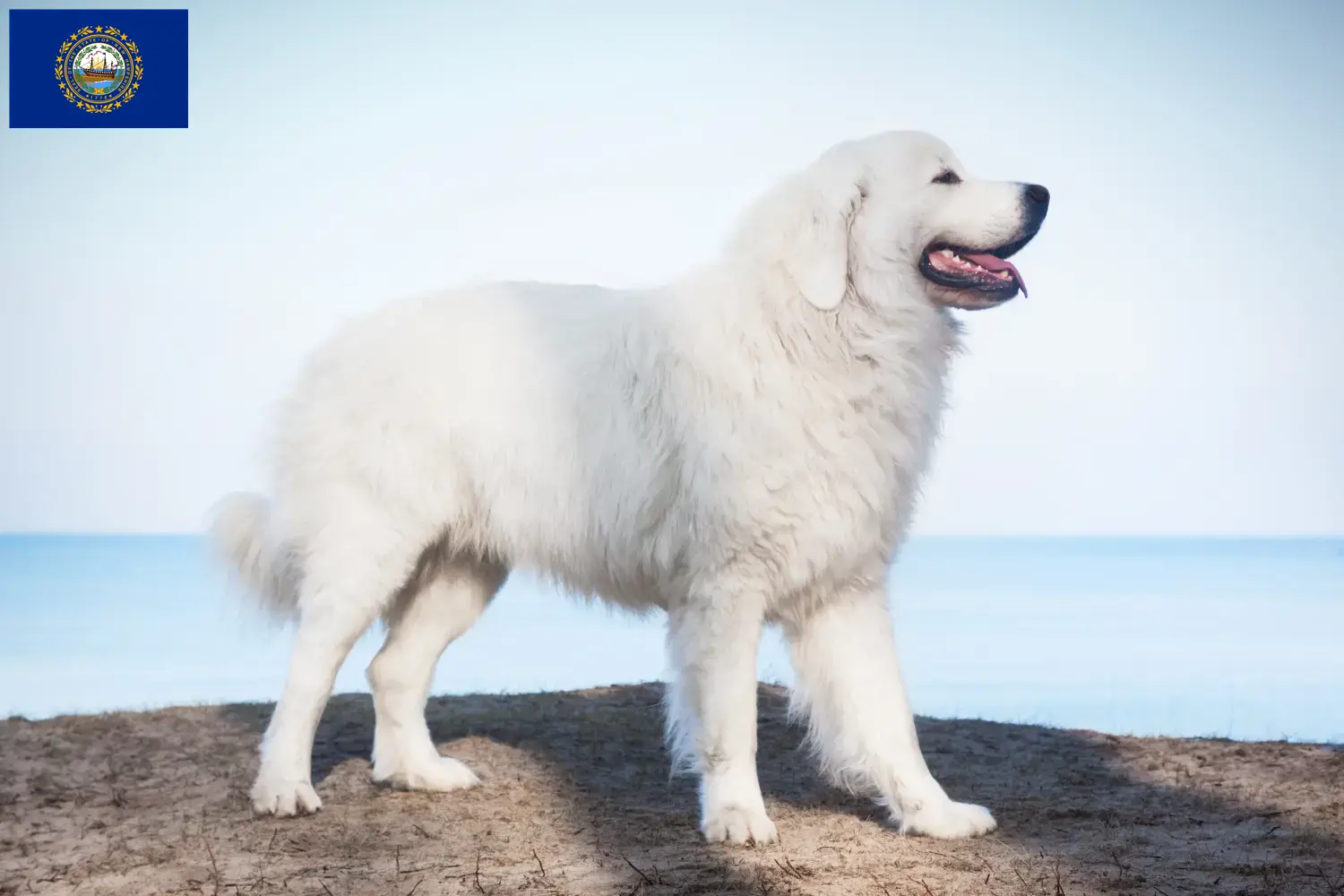 Read more about the article Tatra Sheepdog breeders and puppies in New Hampshire