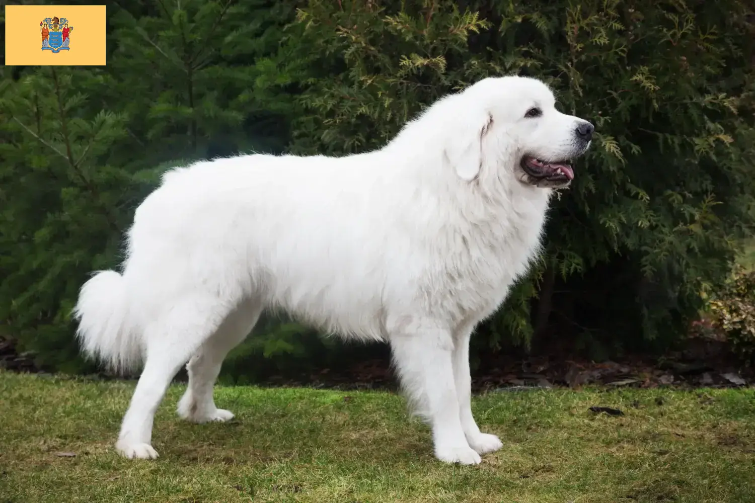Read more about the article Tatra Sheepdog breeders and puppies in New Jersey