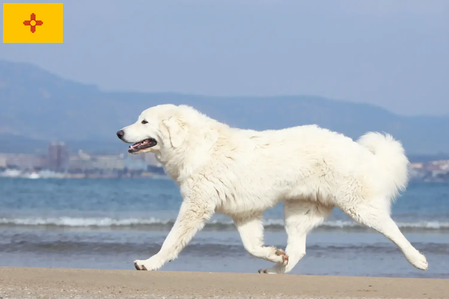 Read more about the article Tatra Sheepdog breeders and puppies in New Mexico