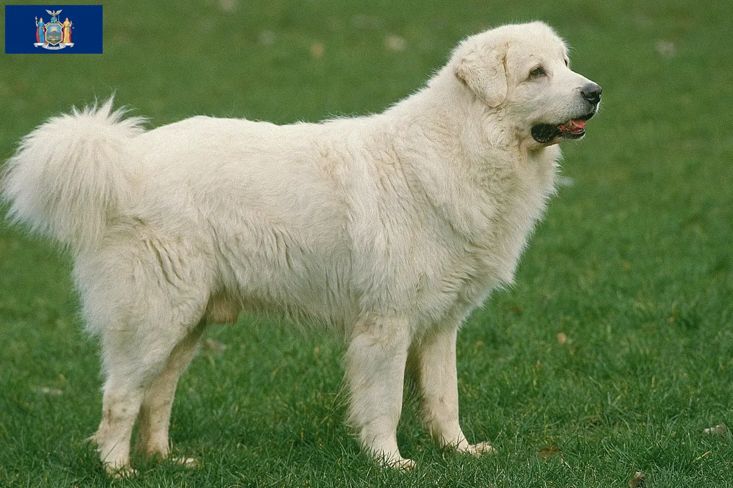 Read more about the article Tatra Sheepdog breeders and puppies in New York