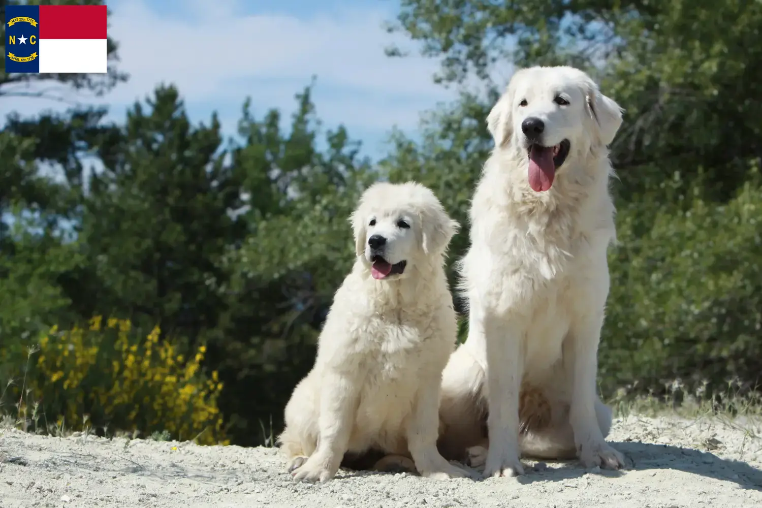 Tatra Sheepdog puppies and breeders North Carolina Find Tatra Sheepdog breeders in North Carolina.