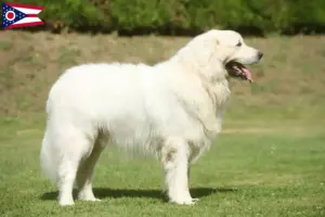 Read more about the article Tatra Sheepdog breeders and puppies in Ohio