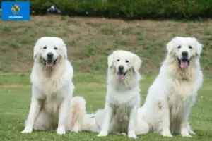 Read more about the article Tatra Sheepdog breeders and puppies in Oklahoma