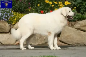 Read more about the article Tatra Sheepdog breeders and puppies in Oregon