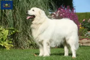 Read more about the article Tatra Sheepdog breeders and puppies in Pennsylvania