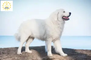 Read more about the article Tatra Sheepdog breeders and puppies in Rhode Island
