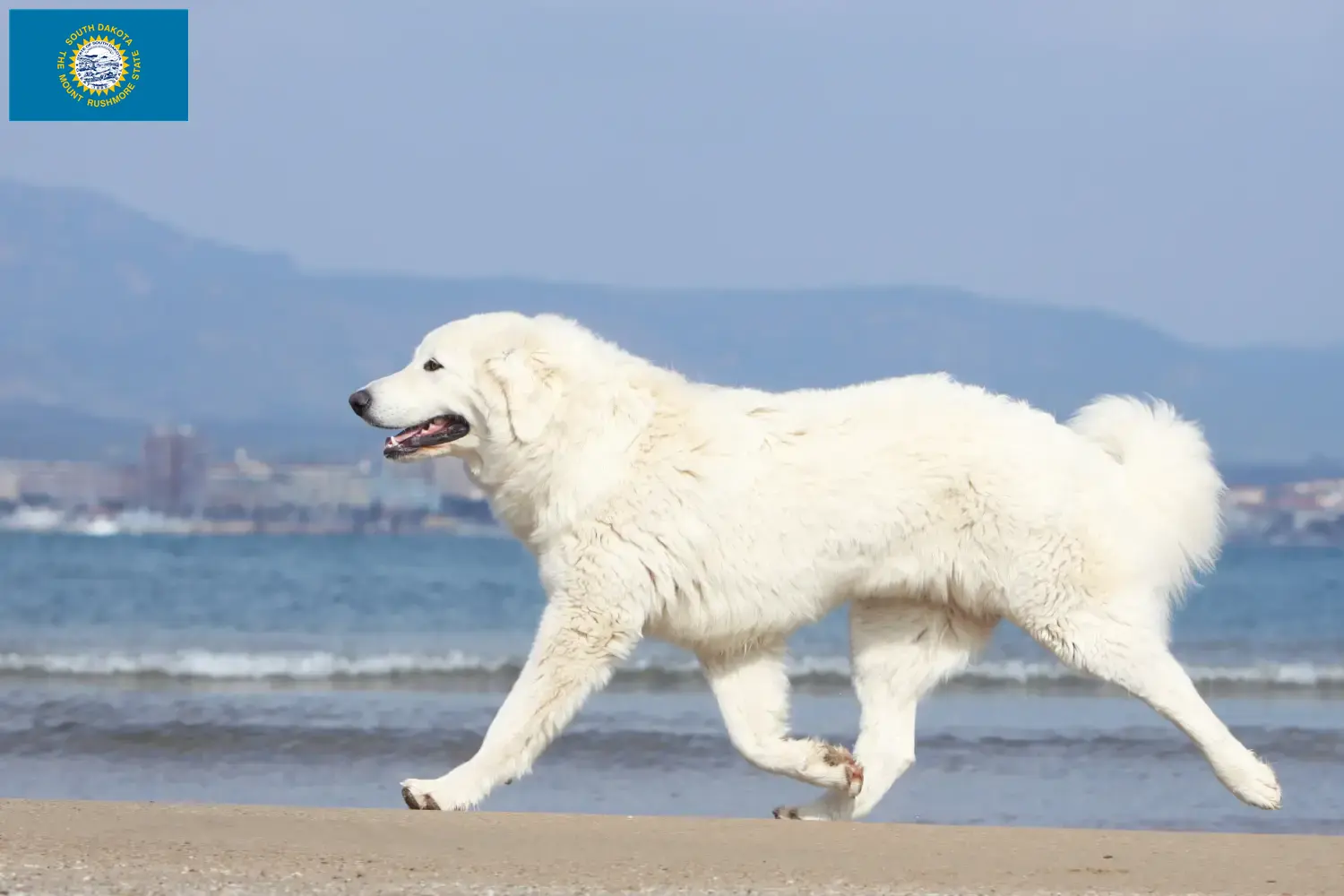 Tatra Sheepdog puppies and breeders South Dakota Find Tatra Sheepdog breeders in South Dakota.