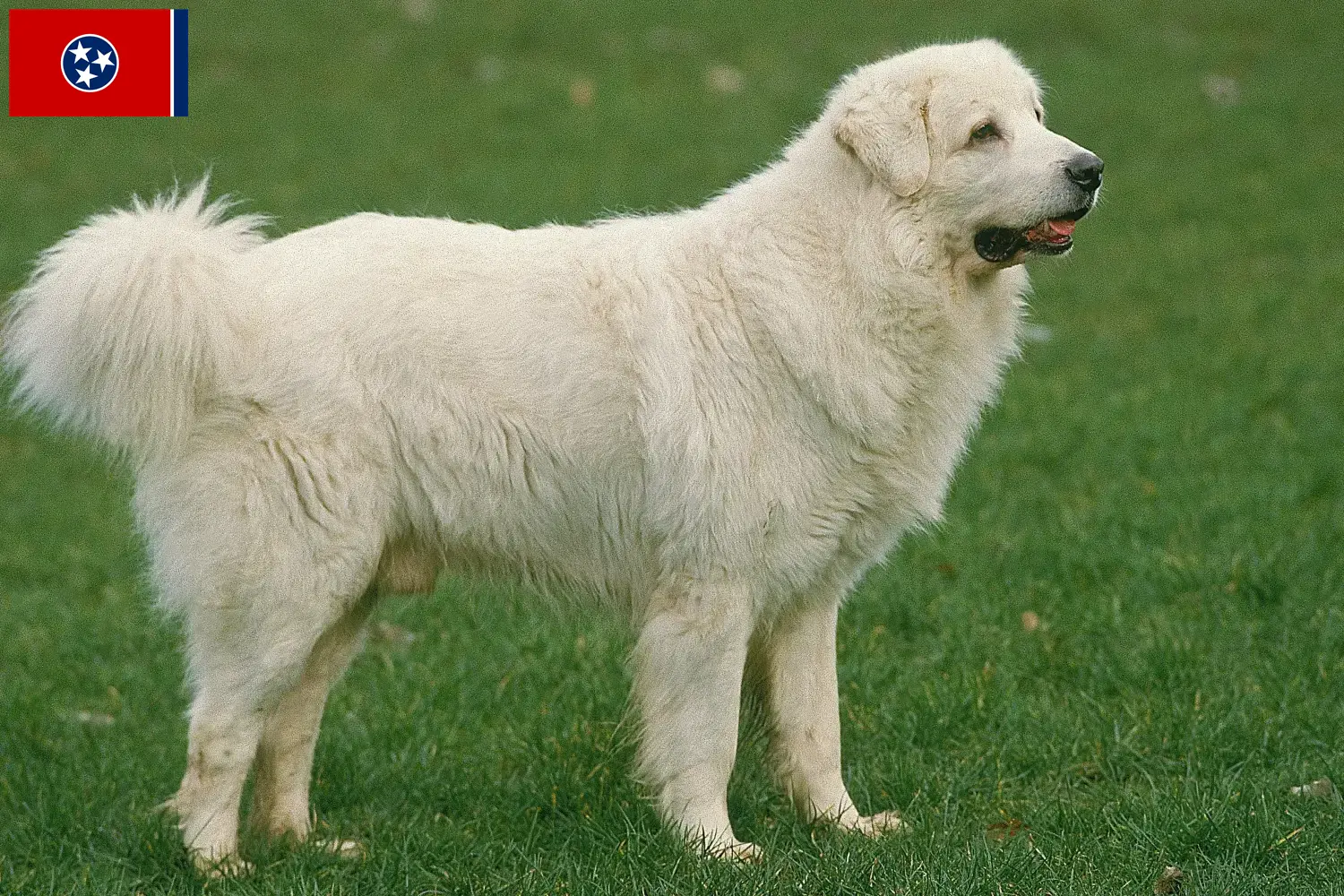 Read more about the article Tatra Sheepdog breeders and puppies in Tennessee