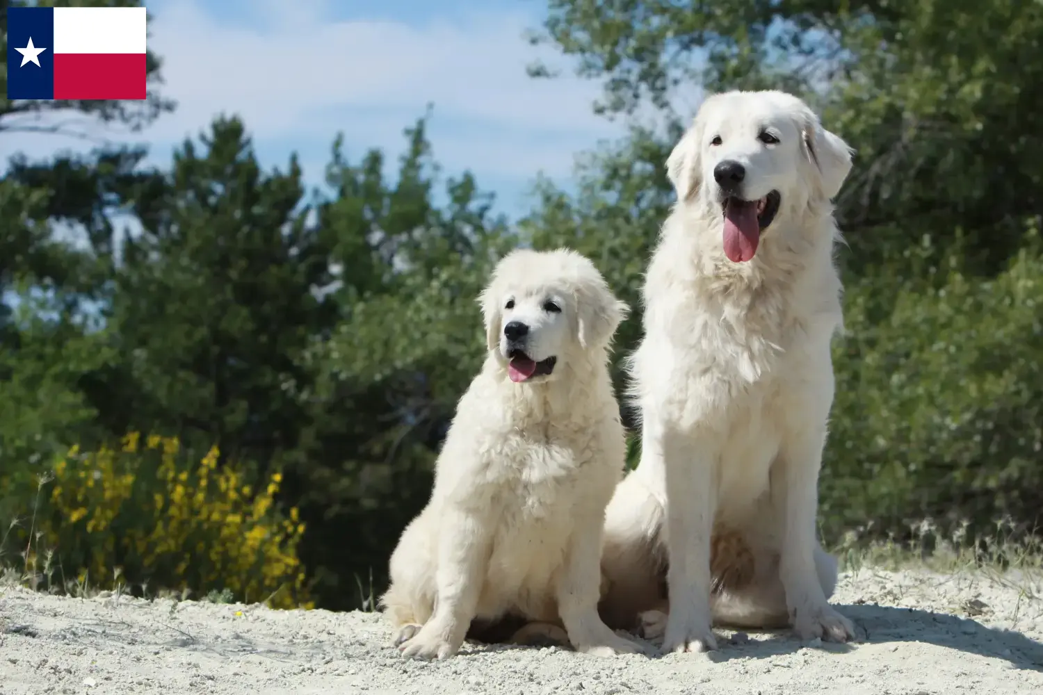 Read more about the article Tatra Sheepdog breeders and puppies in Texas