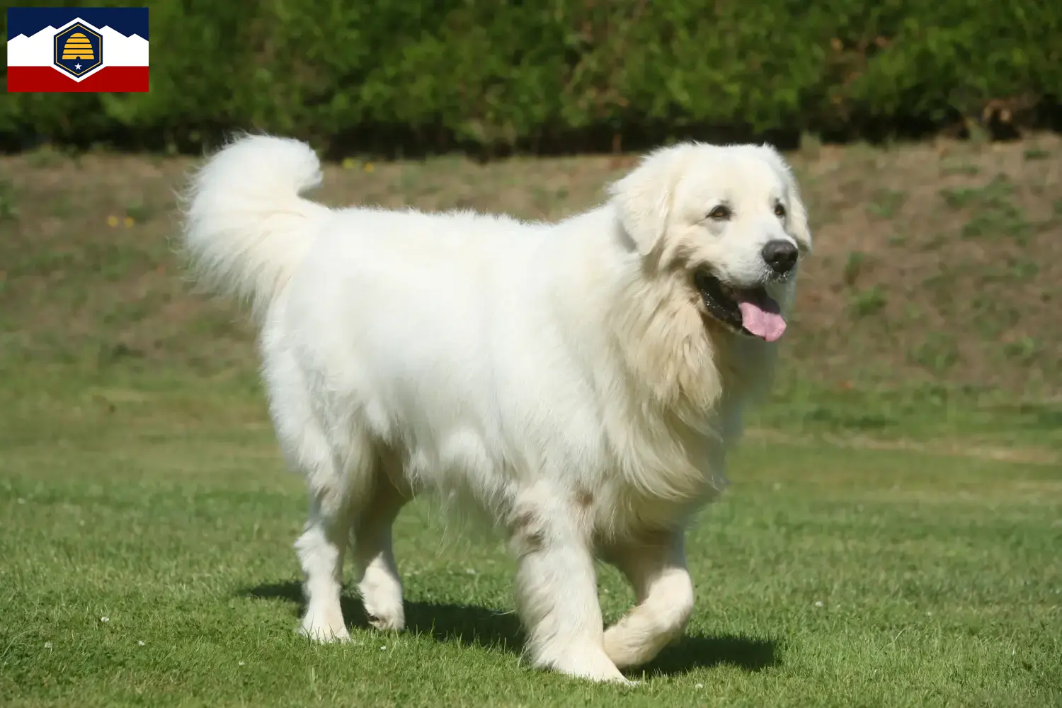 Read more about the article Tatra Sheepdog breeders and puppies in Utah