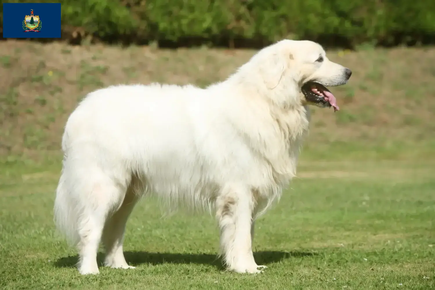 Read more about the article Tatra Sheepdog breeders and puppies in Vermont