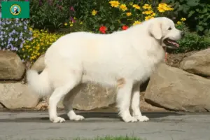 Read more about the article Tatra Sheepdog breeders and puppies in Washington