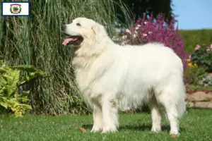 Read more about the article Tatra Sheepdog breeders and puppies in West Virginia