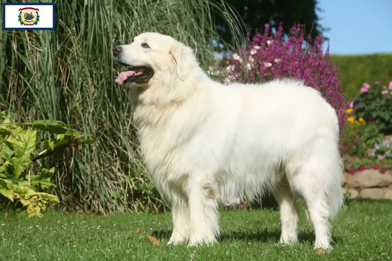 Read more about the article Tatra Sheepdog breeders and puppies in West Virginia