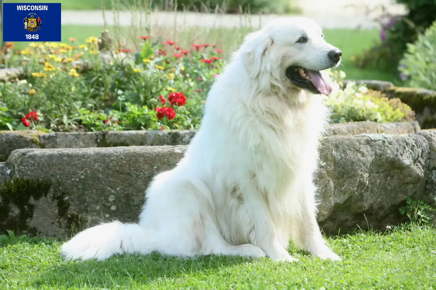 Read more about the article Tatra Sheepdog breeders and puppies in Wisconsin