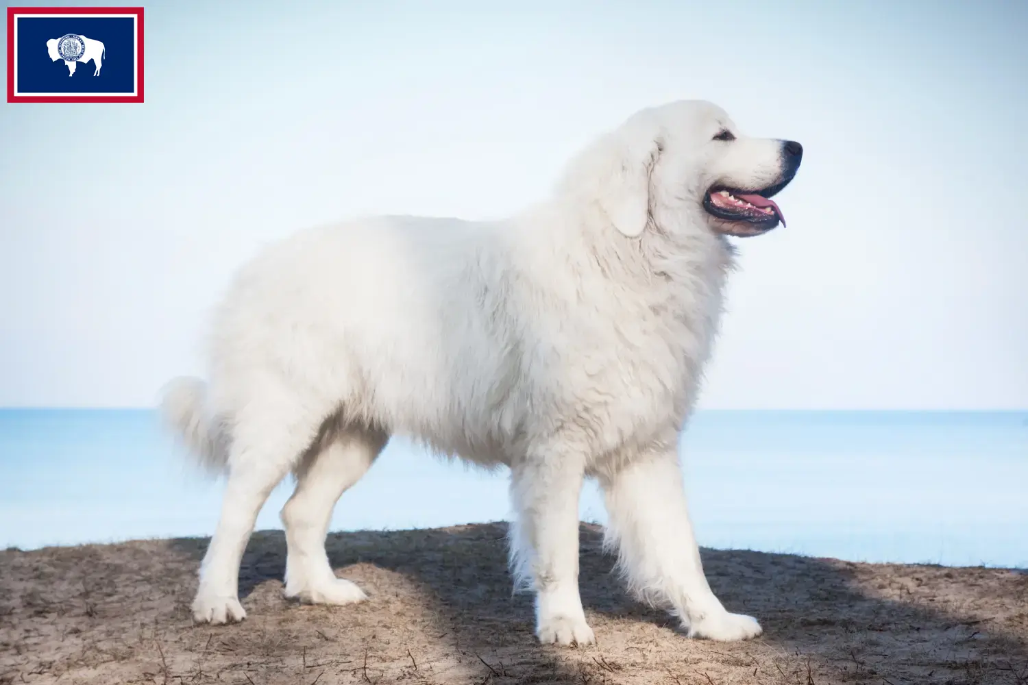 Read more about the article Tatra Sheepdog breeders and puppies in Wyoming