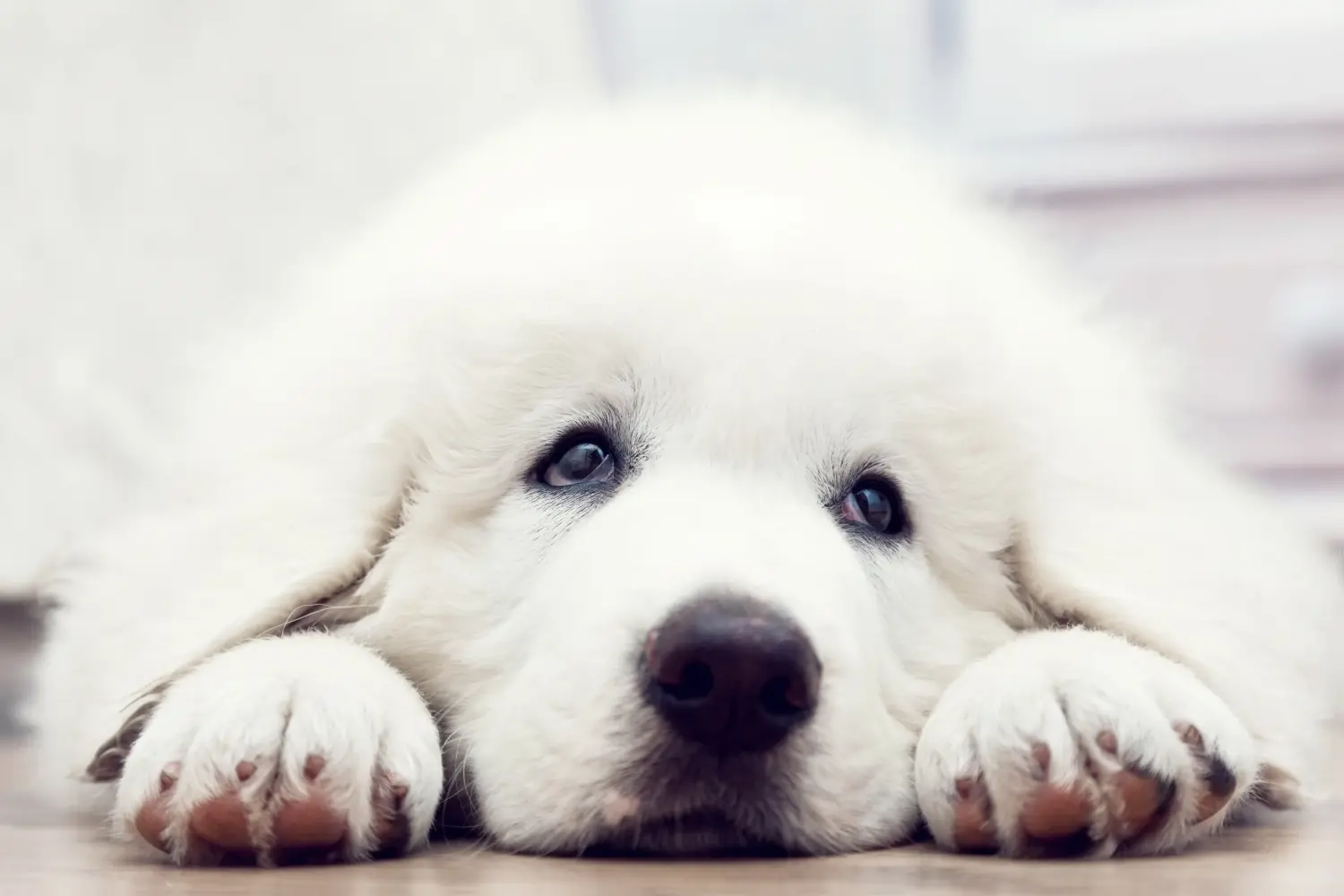 Buying a Tatra Sheepdog puppy means taking responsibility! Buy Tatra Sheepdog puppies.