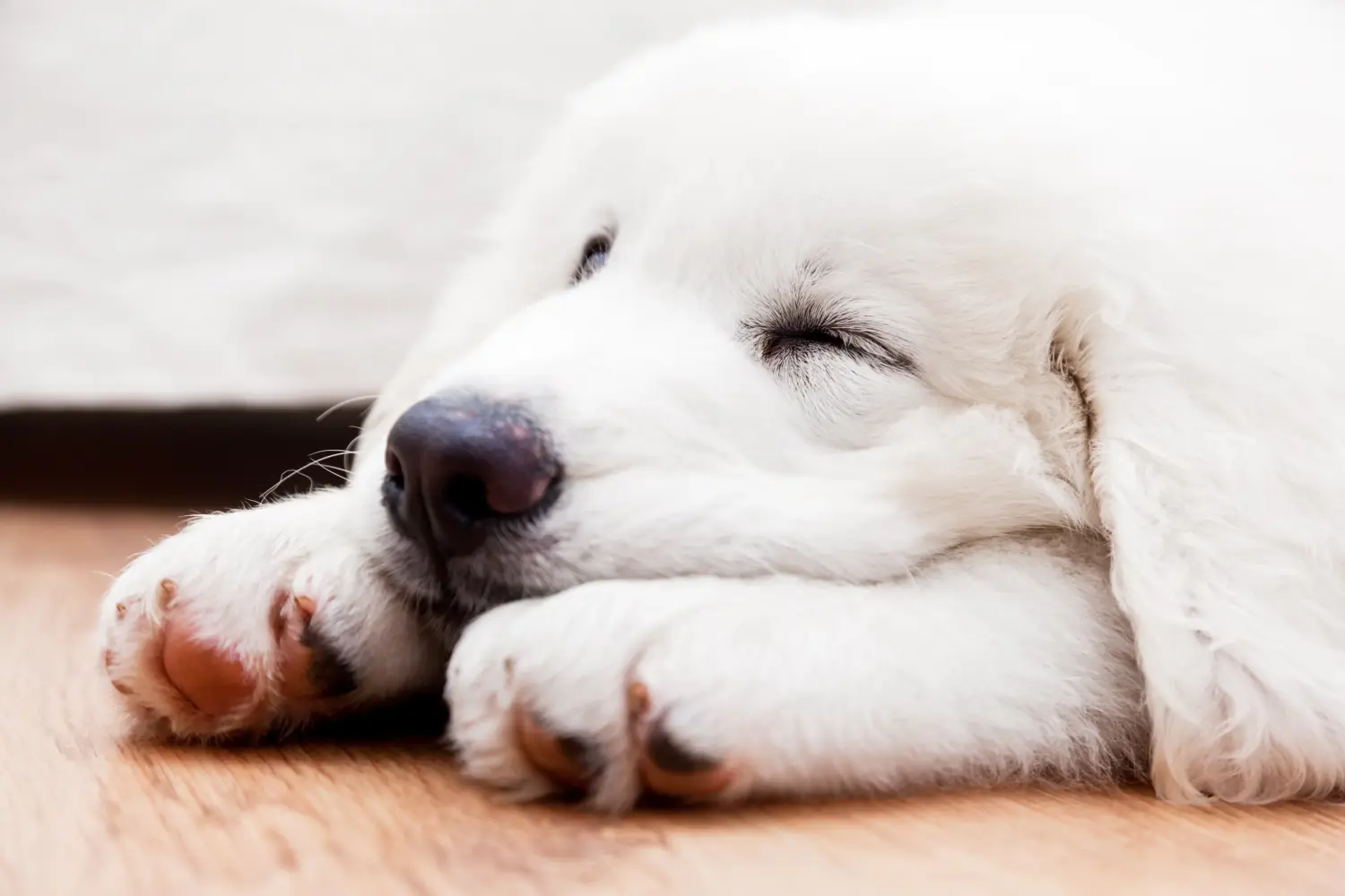 Buying a Tatra Sheepdog puppy means taking responsibility! Buy Tatra Sheepdog puppies.