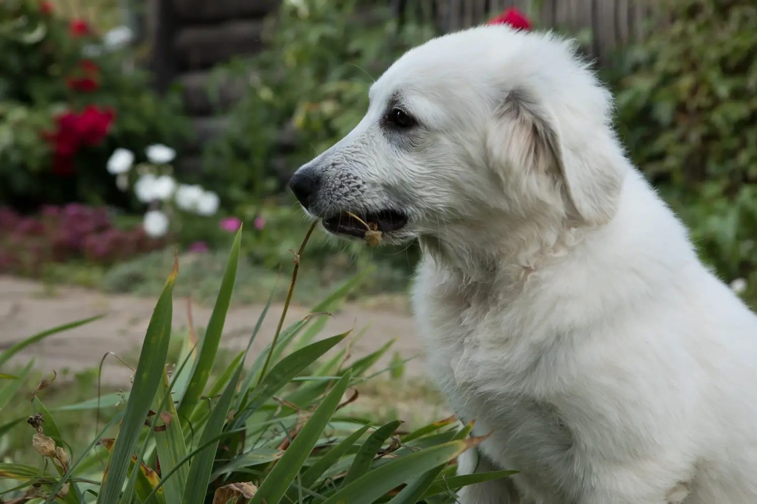 Buying a Tatra Sheepdog puppy means taking responsibility! Buy Tatra Sheepdog puppies.