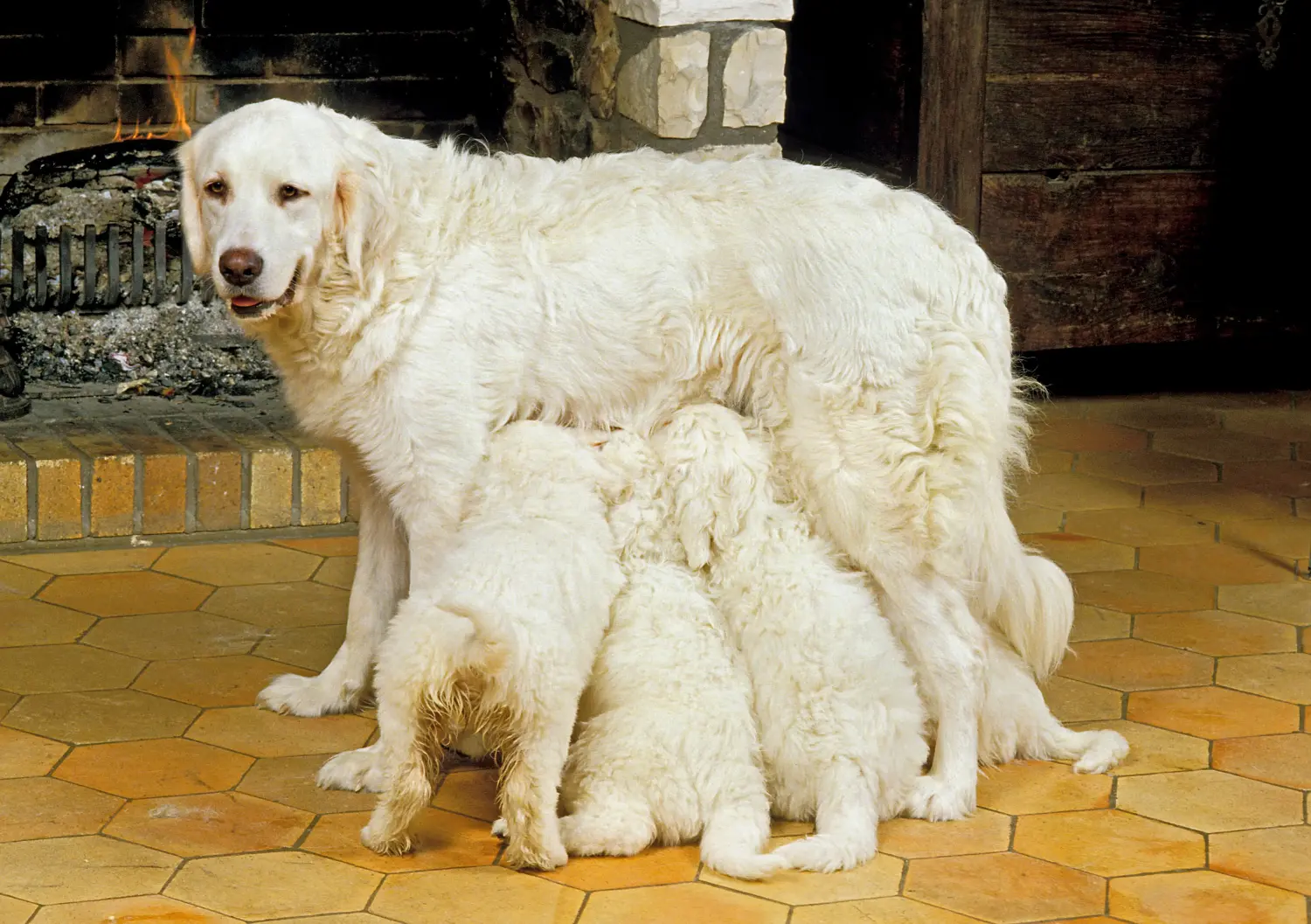 Buying a Tatra Sheepdog puppy means taking responsibility! Buy Tatra Sheepdog puppies.