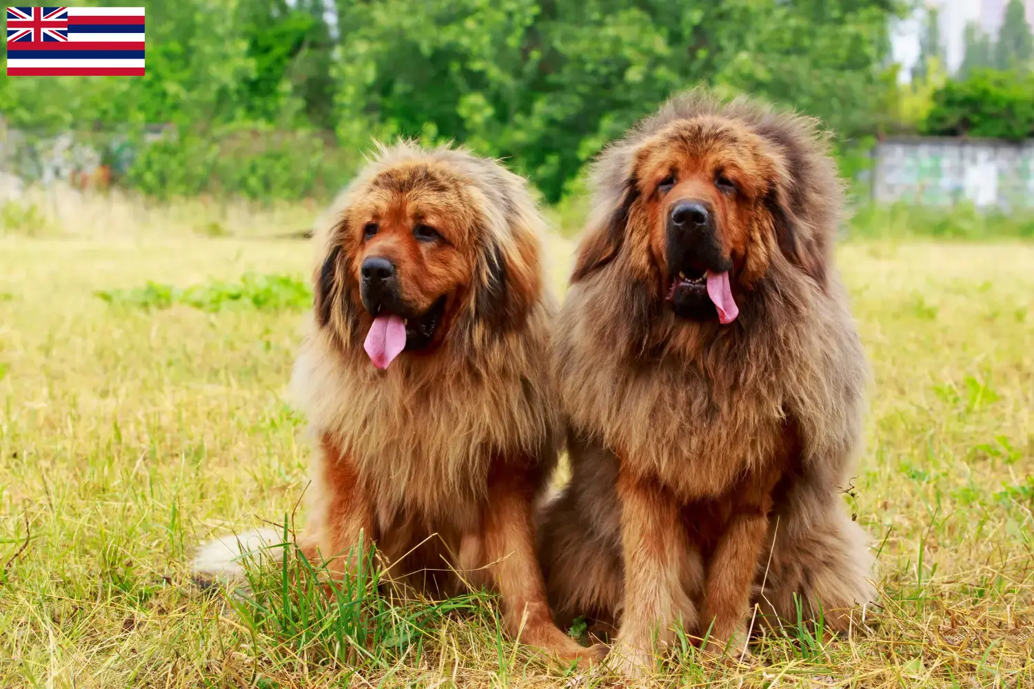 Read more about the article Tibetan Mastiff Breeder and Puppies in Hawaii