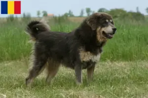 Read more about the article Tibetan Dog breeder and puppies in Romania