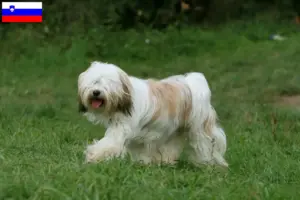Read more about the article Tibetan Terrier breeders and puppies in Slovenia