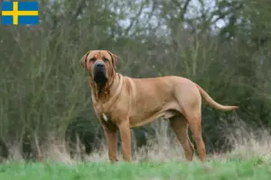 Read more about the article Tosa breeders and puppies in Sweden