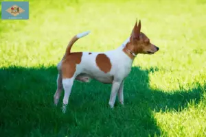 Read more about the article American Toy Terrier breeders and puppies in Delaware